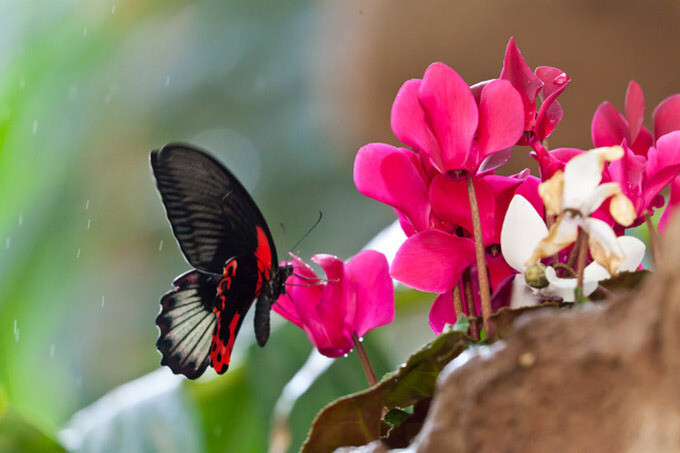 Дом тропических бабочек открылся в Ташкенте