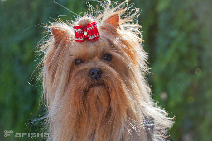 Международная выставка собак пройдет в Ташкенте