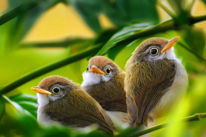 Экологическая акция «Дом для птицы: Ждем новоселов»