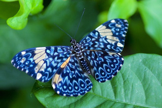 Живые тропические бабочки