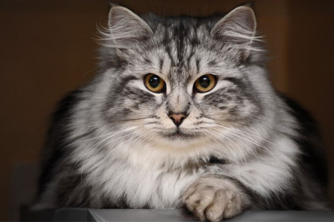 Выставка «Осенний Кошкент 2016»