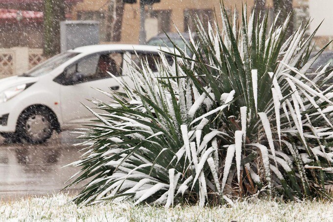 Снег и заморозки ожидаются в Ташкенте