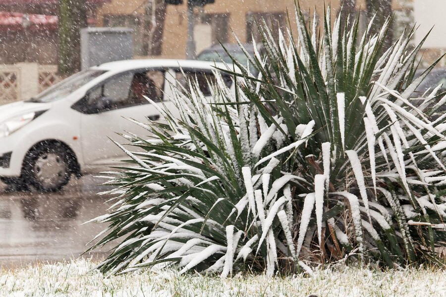 В конце недели ожидается снег в Ташкенте