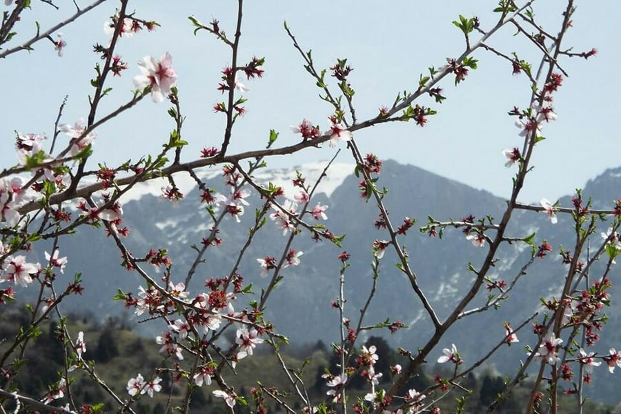Весна в Сукоке, или история одной мечты