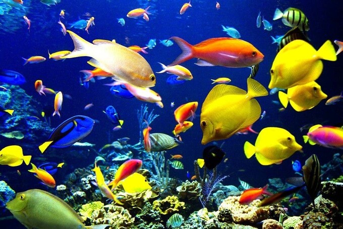 Aquamarine: уютный дом для вашей рыбы