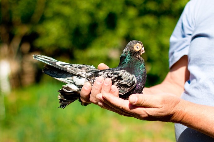 Фестиваль декоративных голубей