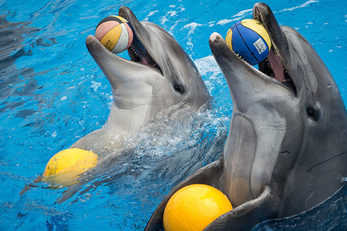 Шоу дельфинов пройдет в Цирке