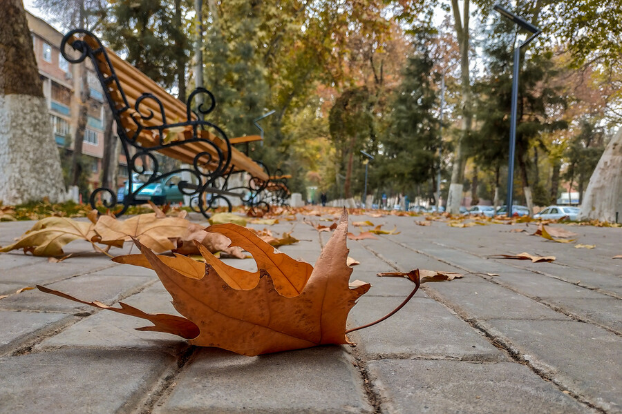 Ташкент. Осень на двоих