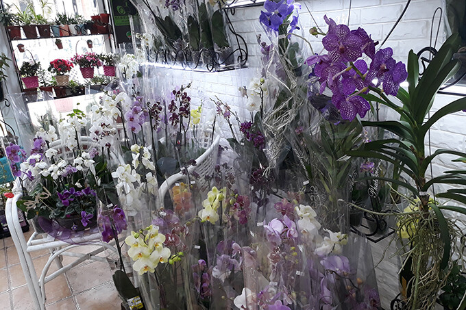 Orchidsale предлагает большой выбор цветов и растений