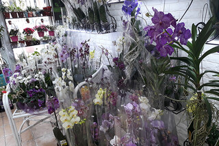 Orchidsale
