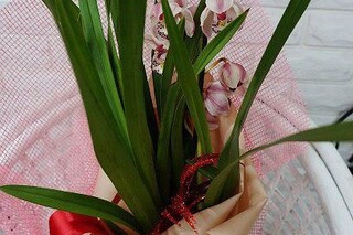 Orchidsale