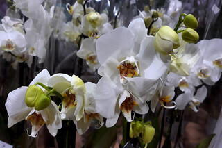 Orchidsale