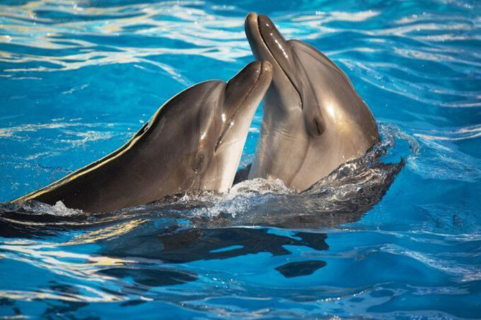 Шоу дельфинов в первом Дельфинарии Ташкента