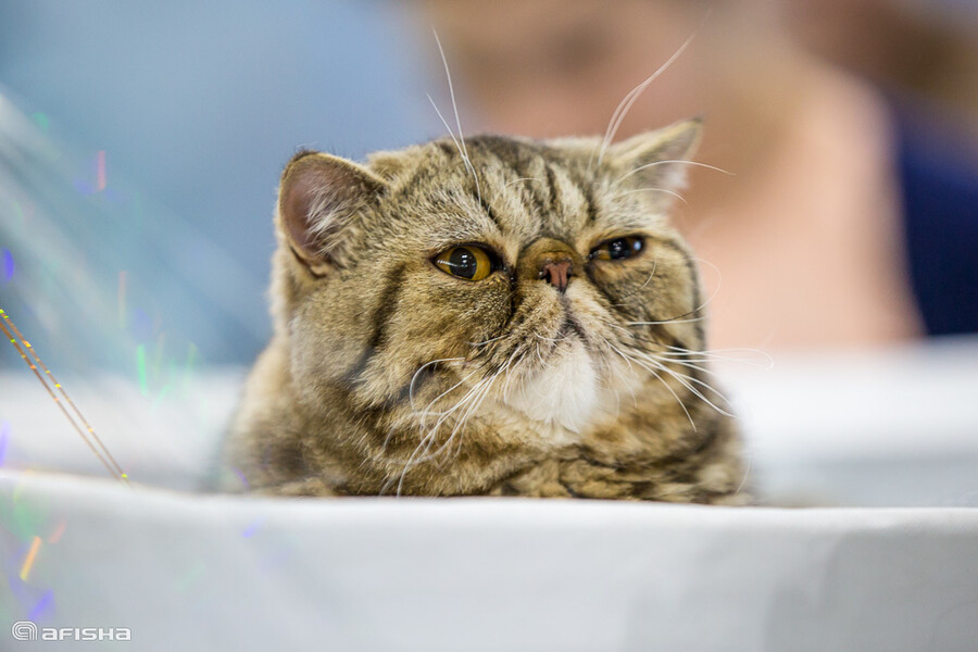 Выставка кошек Cat World 2019