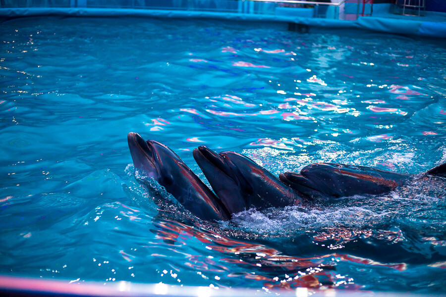 Открытие первого в столице дельфинария «Немо»