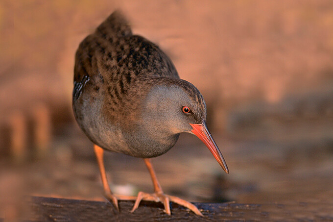 День осенних наблюдений за птицами EuroBirdwatch