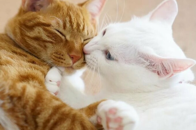 Онлайн-выставка кошек Summer Cat Show