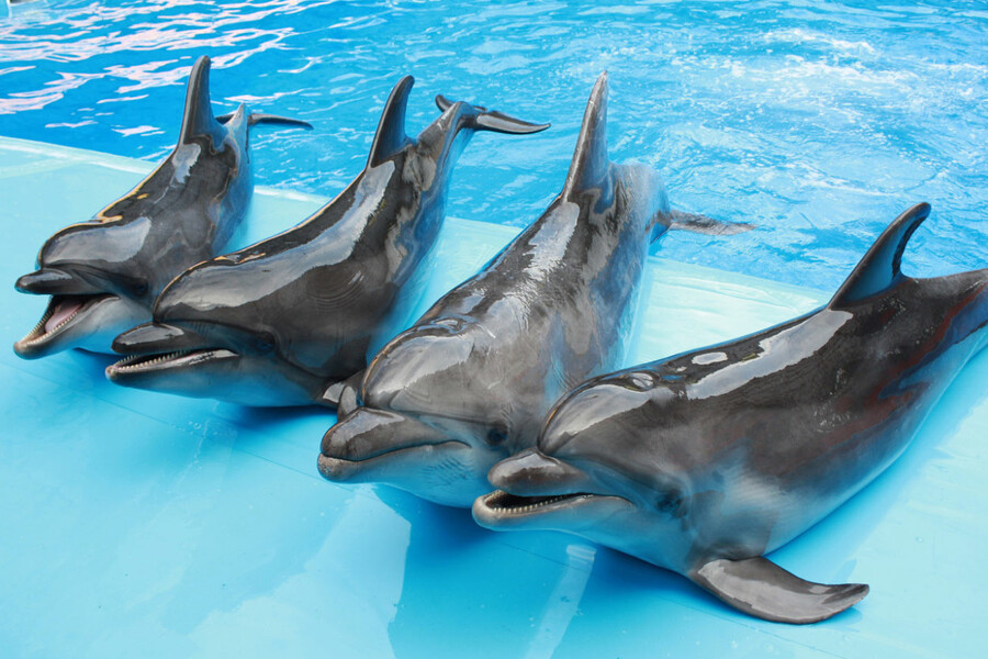 Шоу дельфинов в Дельфинарии «Немо»