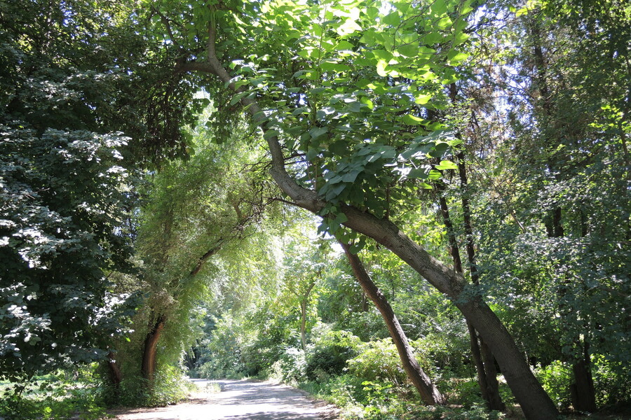 В Ботаническом саду запретили езду на велосипедах, самокатах и скутерах ...