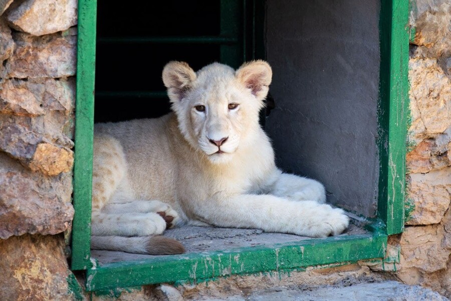 Двух белых львят завезли в Ташкентский зоопарк