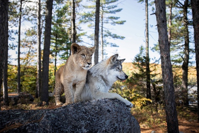 Волк и лев