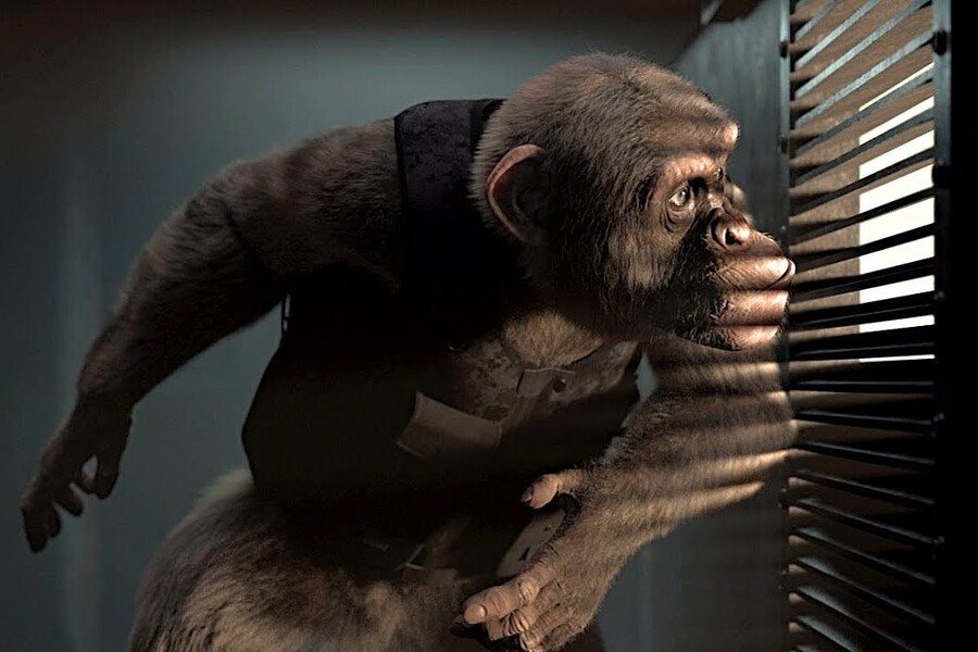 Кино недели: «Шимпанзе под прикрытием»