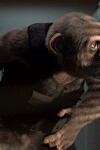 Шимпанзе под прикрытием