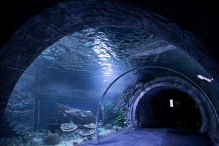 Magic Aquarium