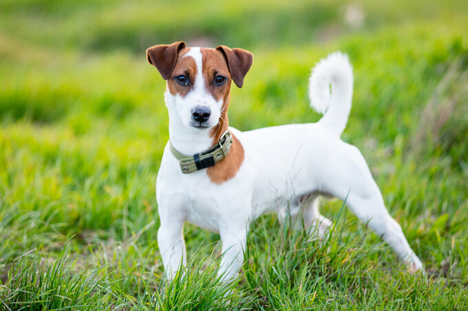 Mehr Dog Fest в Central Park