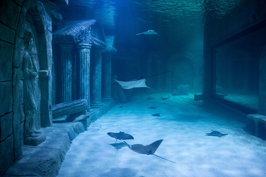 Magic Aquarium покажет магию подводного мира на расстоянии вытянутой руки