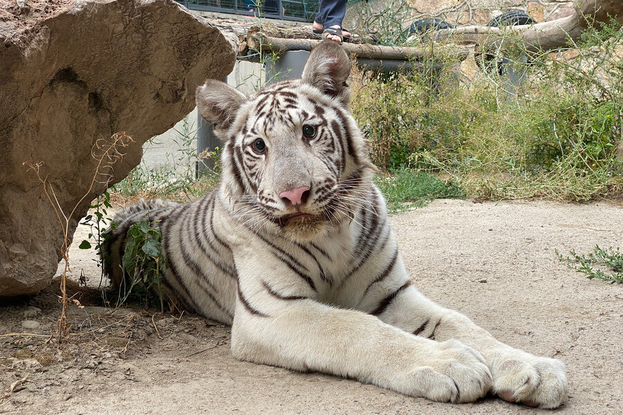Белый тигр Фуфуня обрел новый дом в ташкентском зоопарке