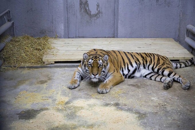 Зоопарк Ташкента рассказал о том, как подготовился к аномальным холодам