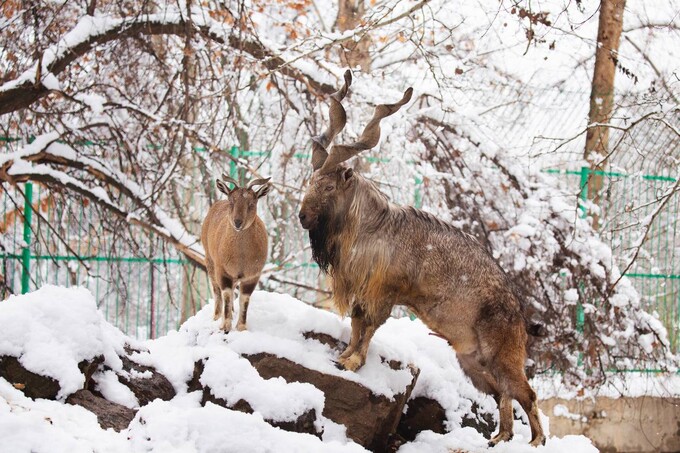 Ташкентский зоопарк возобновляет свою работу