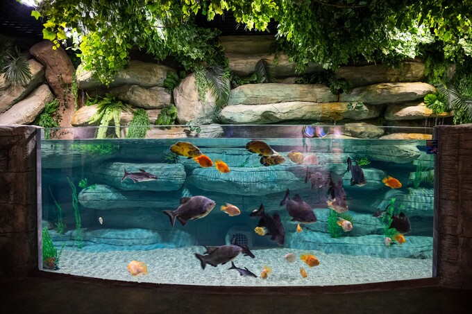 Magic Aquarium`ning ichkaridan ko'rinishi qanday va u yerda nimalarni ko'rish mumkin?