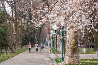 Dam olish kunlari havo harorati ko‘tariladi