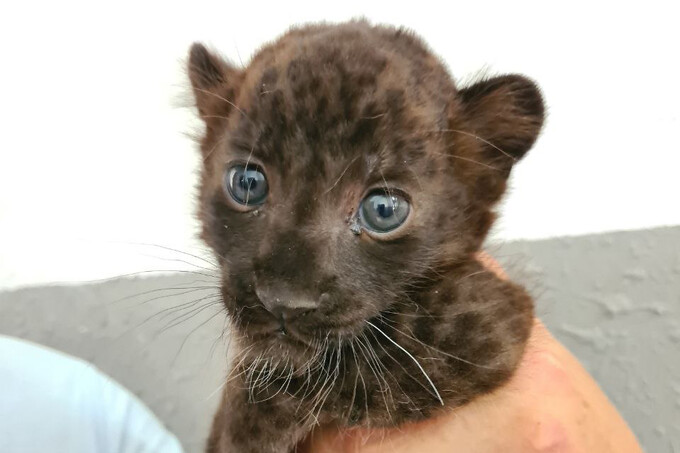 Детеныш черной пантеры родился в Ташкентском зоопарке