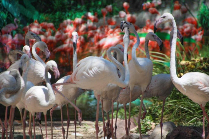 Птенцы розовых фламинго вылупились в Ташкентском зоопарке