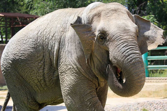 Слону в Ташкентском зоопарке исполнилось 22 года