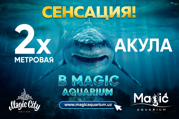 В Magic Aquarium можно увидеть двухметровую акулу из Нью-Йорка