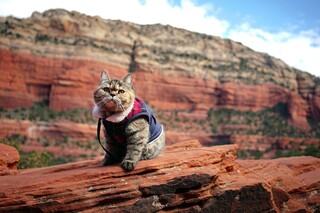 Кошатники