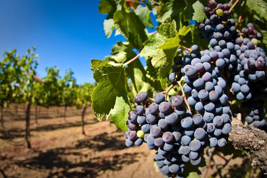 Международный фестиваль винограда пройдет в Ташкентской области 