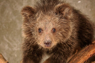 Белокоготный медведь отметил восьмилетие в Ташкентском зоопарке