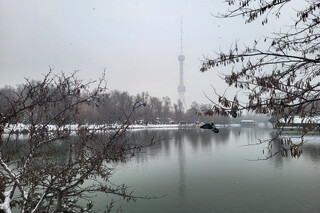 Снегопад в Ташкенте: фото