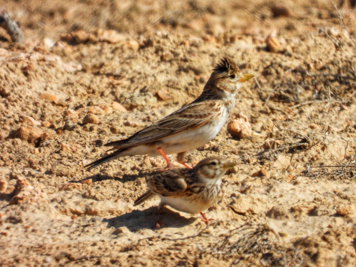 Qizlarning dumbasini kaltaklagan suratlari