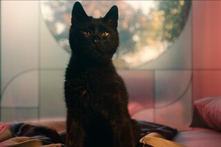 Я — кот