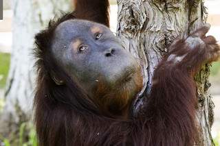 Орангутанг Цезарь отметил день рождения в Ташкентском зоопарке