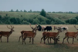 Чёртов камень