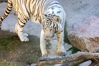 Зоопарк в Ташкенте закрылся на время снегопада