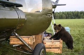 Пальма 2