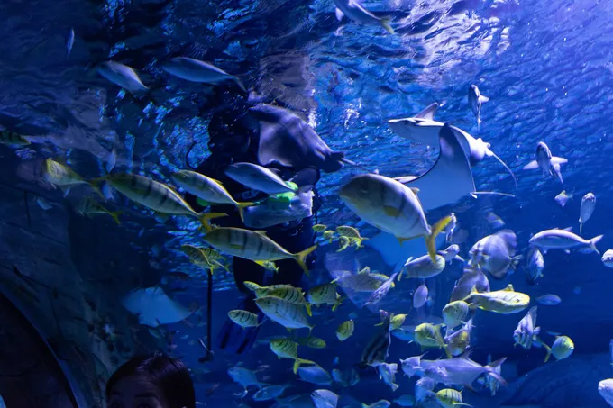 Yashnobod tumanida okeanarium quriladi
